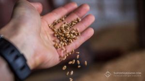 Аграрії Херсонщини скаржаться на низьку якість зерна