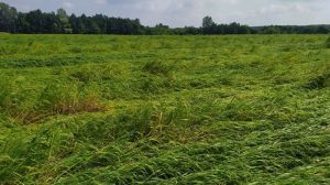 На Київщині через ураган вилягло десятки гектарів посівів проса
