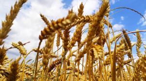 Цьогорічний урожай зернових — рекордний за всю історію України, — Мінагрополітики