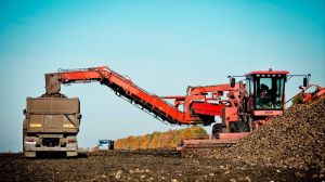 Аграрії семи областей України викопали понад 500 тис. тонн цукрових буряків
