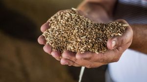 Ціни на пшеницю та ячмінь в Україні зросли, — звіт за 2 листопада