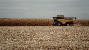 Оновлено рейтинг областей України за врожайністю кукурудзи в агросезоні 2021