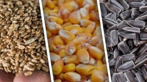 Ціни на зернові культури та соняшник в Україні підвищились