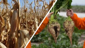 Львівщина в ТОП-3 областей-лідерів за врожайністю кукурудзи та цукрових буряків