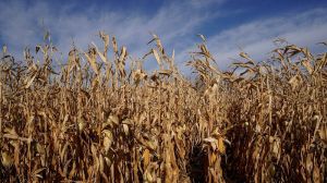 Середня врожайність кукурудзи на Черкащині у 2021 на 4,7 т/га вища, ніж минулого року