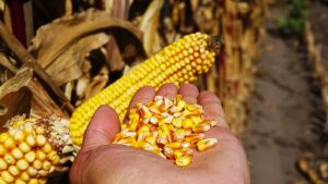 Середня врожайність кукурудзи в Україні сягне 10 т/га за наступні 10 років