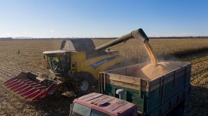 Івано-Франківщина увійшла до списку рекордсменів за врожайністю сільгоспкультур в агросезоні-2021