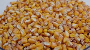 Ціна вітчизняної кукурудзи на експортному ринку зросла до найвищого рівня з листопада 2021