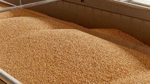 В Україні падають ціни на зерно — звіт за 8 лютого 2022