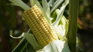 В Україні створено органічне насіння цукрової кукурудзи