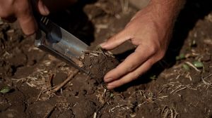 На телеграм-каналі SuperAgronom.com стартує єдиний аграрний чат для живого спілкування з експертами