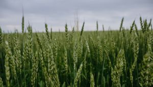 Колосся пшениці