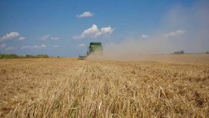 Одещина розпочала жнива-2024, очікують урожайність пшениці 3,5 т/га