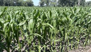 Налаштування сівалки і якісна сівба убезпечить рослини кукурудзи від аутоінтоксикації та пригнічення — американський експерт