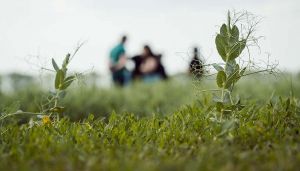 Створено Українську бобово-соєву асоціацію шляхом злиття двох галузевих організацій