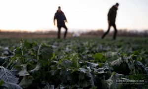 Забронювати працівників не можуть аграрії на Львівщині, бо не відповідають критеріям