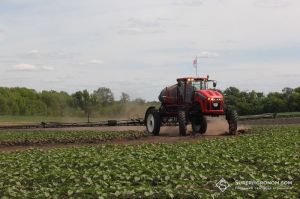 Обробка посівів ріпаку