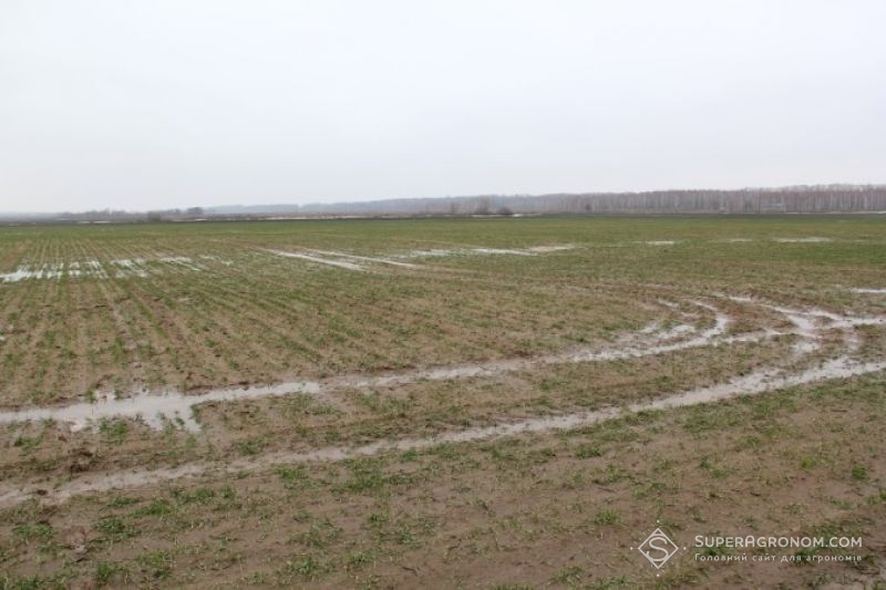 Озимина на Львівщині опинилася у воді 