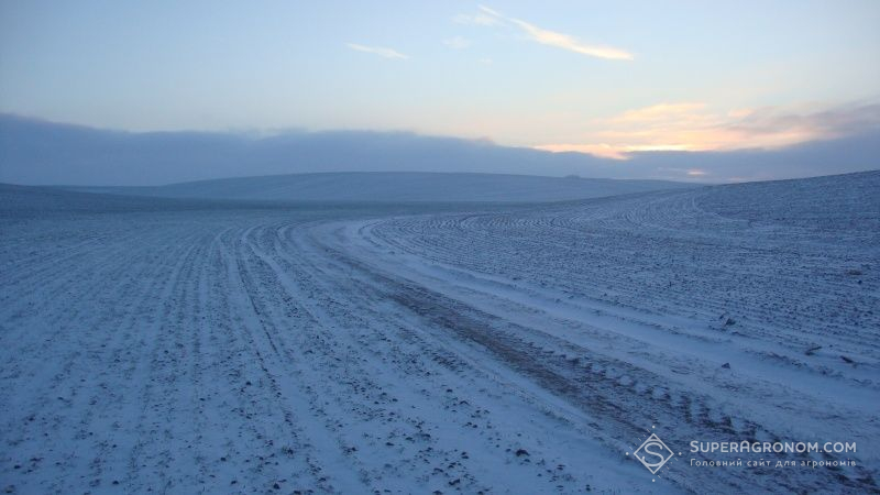 В Красноградському районі на Харківщині немає незадовільних посівів озимини