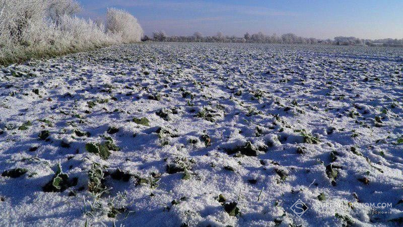 Посіви ріпаку на Херсонщині зимують незадовільно