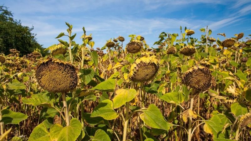 На Черкащині площі під соняшником втримають на рівні 10-12%