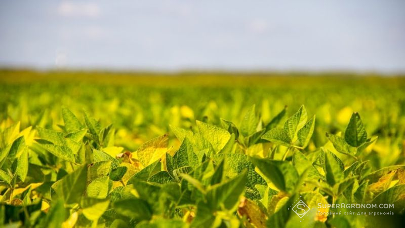 Агрономи Тернопільщини розпочнуть сівбу ярих з гірчиці та сої