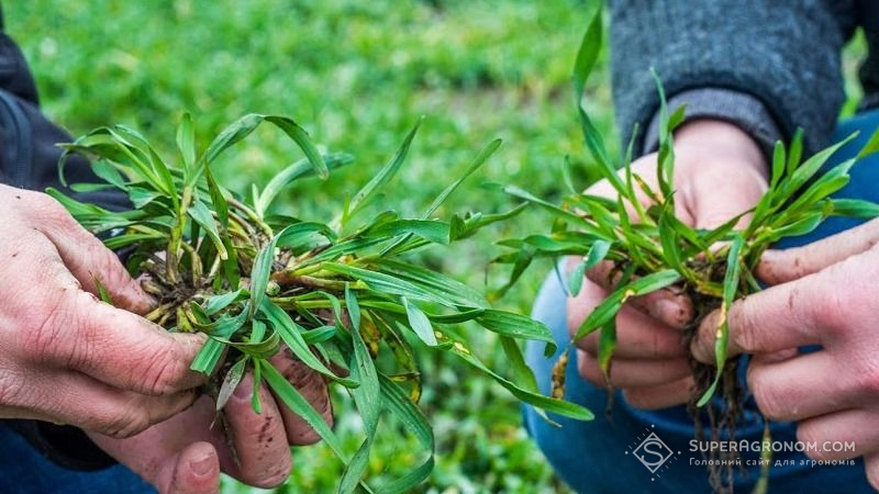 Дощі в Україні затримали поширення шкідників на полях