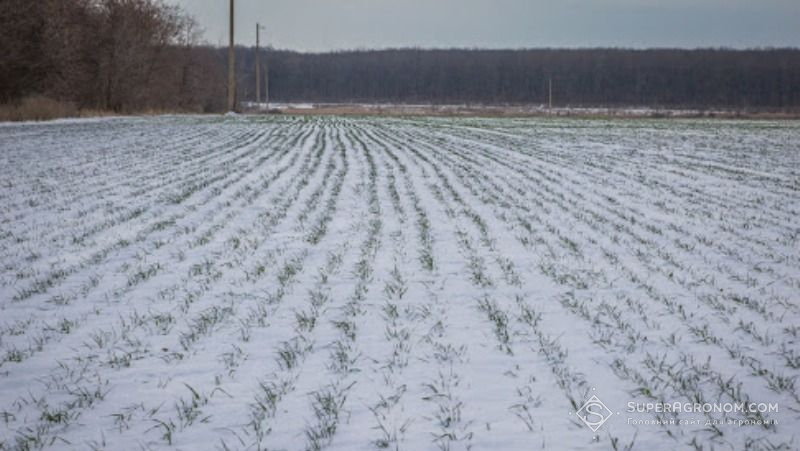 Значна частина посівів наразі вкрита снігом