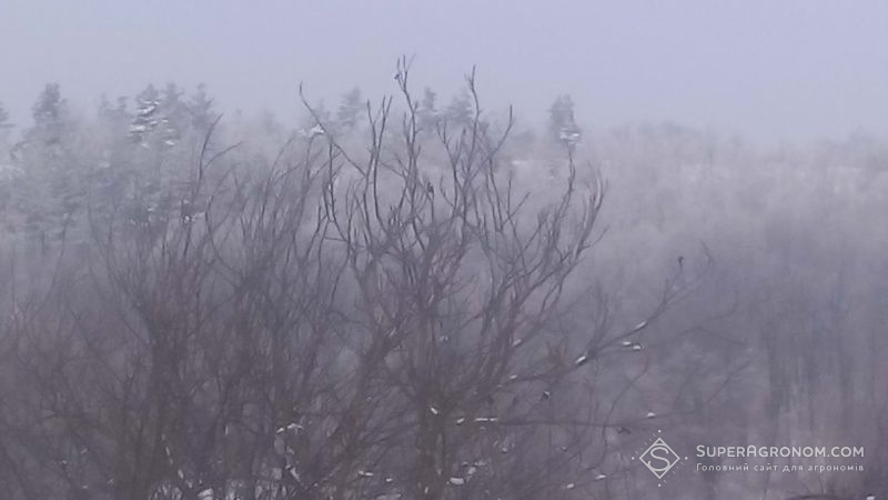 Зима зі снігом та заметілями знову повернулася