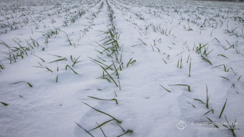 Поля густо вкриваються снігом