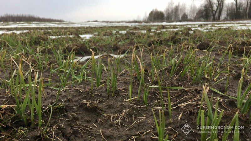 Після несподіваного снігу озимі оговтуються досить швидко