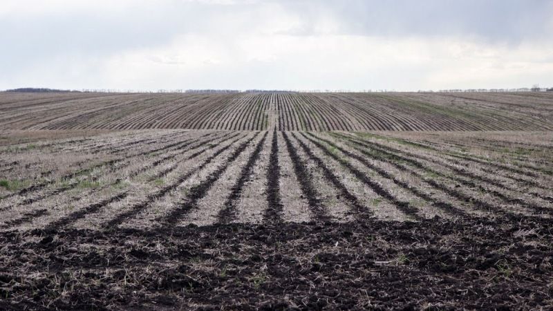 Рівненщина та Волинь зупиняють посівну сої