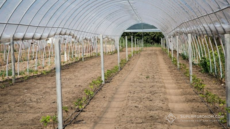 Біологічний захист ягідників в тунельних укриттях ефективніший — експерт