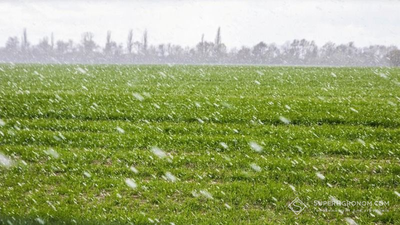 Кошмарна весна — чергову хвилю заморозків слід чекати вже після вихідних