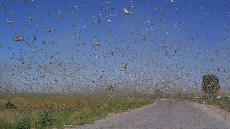 На Ставропіллі борються з нашестям сарани — введено надзвичайний стан