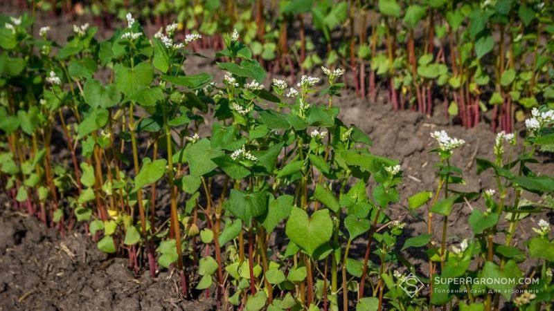 На Сумщині несподівані червневі заморозки наробили лиха