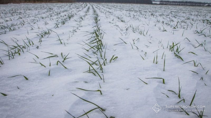 WWF прогнозує глобальне похолодання в наступні 2 роки