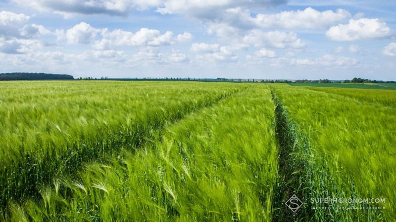 FAO сприятиме фітосанітарному контролю українських культур