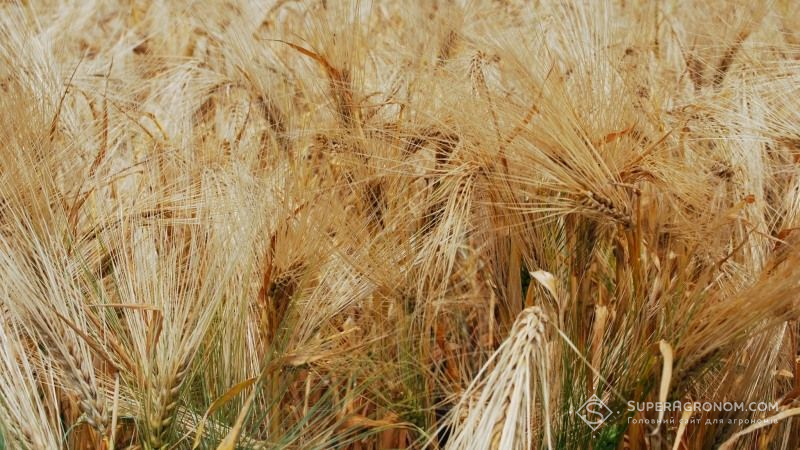 Херсонські аграрії скаржаться на погану якість озимого ячменю