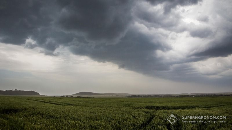 Град на Херсонщині: у якому стані посіви після негоди? 