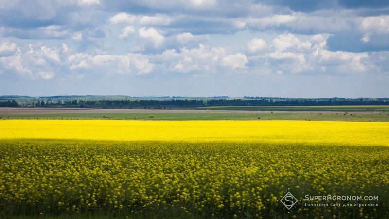 Південні області розпочали збирання урожаю озимого ріпаку