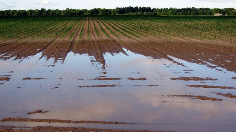 В Башкирії вводять надзвичайний стан. 22 тис. га урожаю знищено