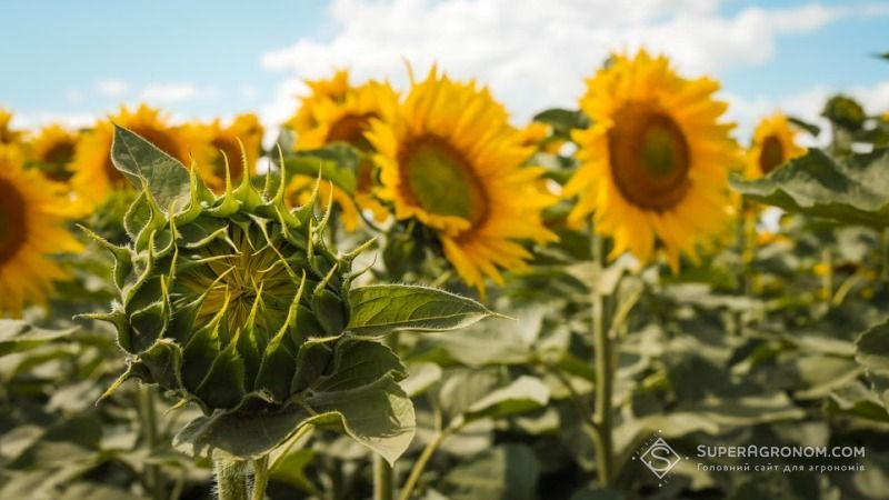 Дефіцит вологи уповільнює розвиток посівів соняшника та сої