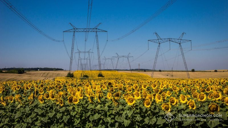 На Запоріжжі соняшник хочуть замінити більш перспективними олійними культурами