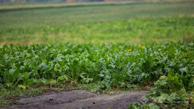 Різкі перепади температур спричинили поширення хвороб на посівах цукрових буряків