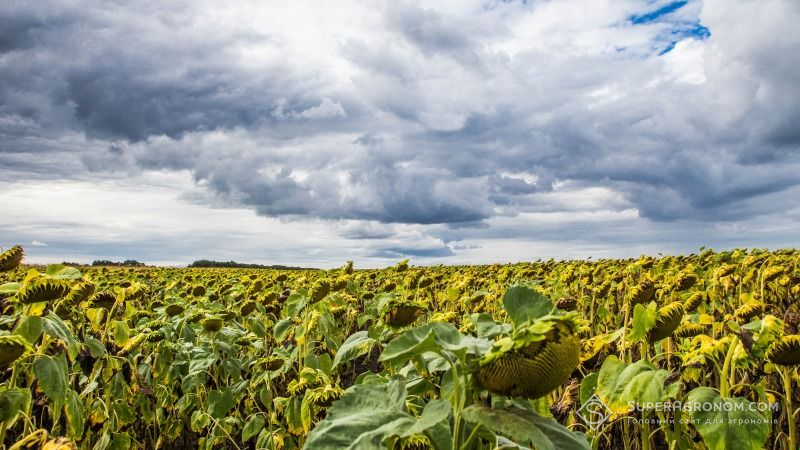 Одещина готується до жнив пізніх культур