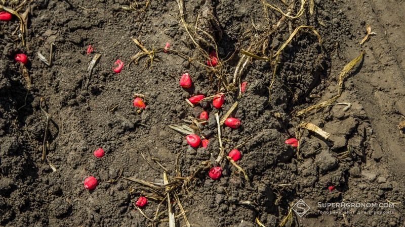 Monsanto представить Acceleron™ — Комплексні рішення для протруювання насіння кукурудзи DEKALB®