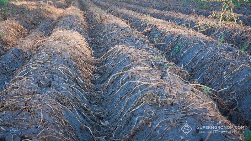На Житомирщині розпочато збирання урожаю гречки та картоплі 