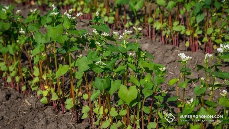 На Житомирщині зібрано третину урожаю гречки