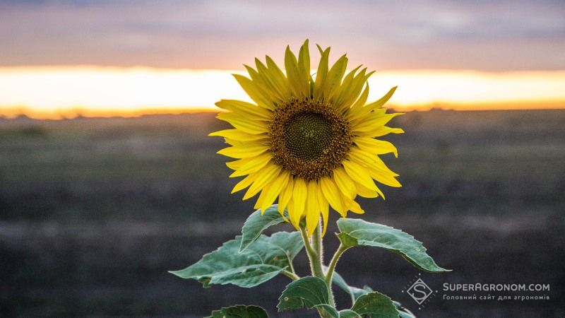 USDA знизило прогноз урожаю соняшнику в Україні на 0,5 млн тонн